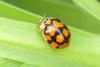 Adalia decempunctata